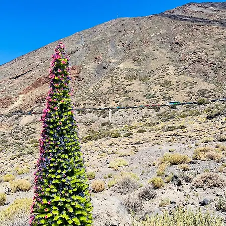 Blue Ocean Costa Adeje 506 * Playa de las Américas