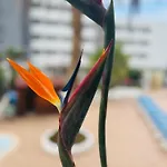 Apartment Blue Ocean Costa Adeje 506 Playa de las Americas (Tenerife)