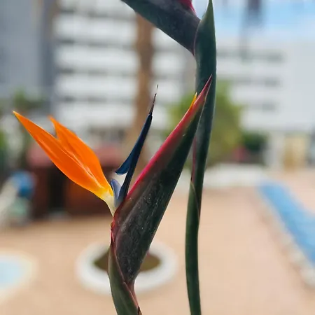 شقة Blue Ocean Costa Adeje 506 بلايا ذي لاس أميريكاس