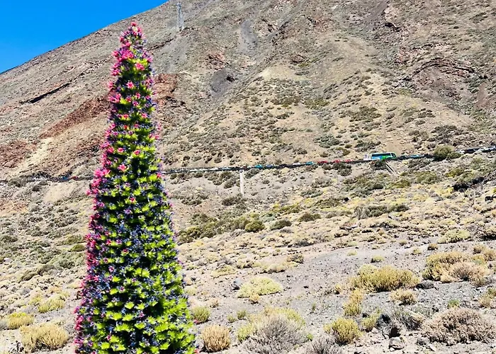 Blue Ocean Costa Adeje 506 * Playa de las Americas (Tenerife)