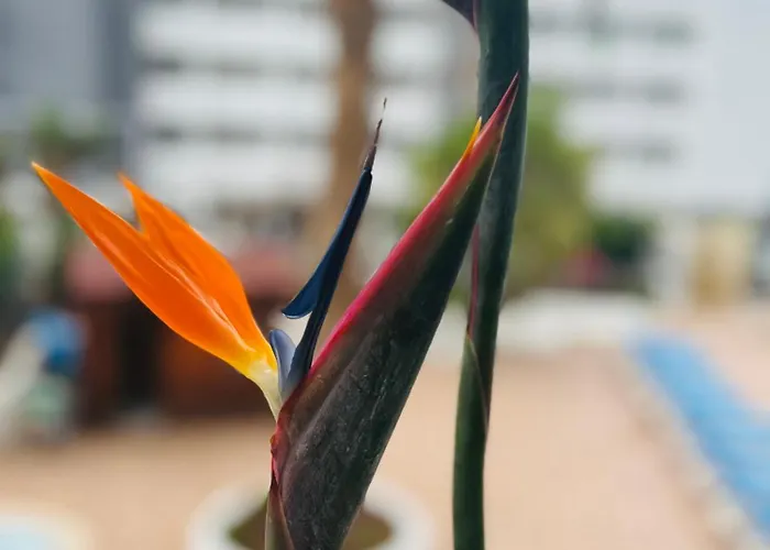 Apartment Blue Ocean Costa Adeje 506 Playa de las Americas (Tenerife)